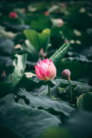 一朵粉紅色蓮花在大型綠色睡蓮葉間盛開。 — 蓮花 壁紙