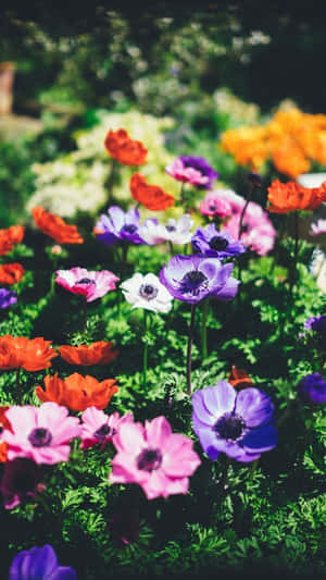 一個色彩繽紛的花園，充滿了紫色、粉紅色和橙色的盛開花朵。