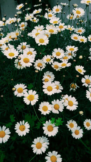 在綠色花壇中生長、帶有黃色花心的白色雛菊。