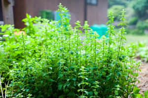 在花圃中生長、背景模糊的鮮綠薄荷植物。 — 植物 壁紙