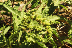陽光下帶有絨毛花蕾的綠色葉植物的特寫。 — 植物 壁紙