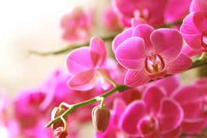 柔和自然光下的粉紅色蘭花與花蕾 — 粉紅花朵 壁紙