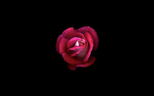 在黑色背景上，一朵鮮紅玫瑰居中，光線柔和。