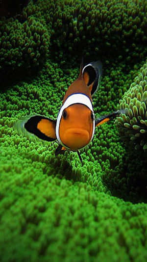 小丑魚依偎在水下綠色海葵中
