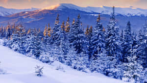 白雪覆蓋的松樹和山脈沐浴在金色的日出光中。