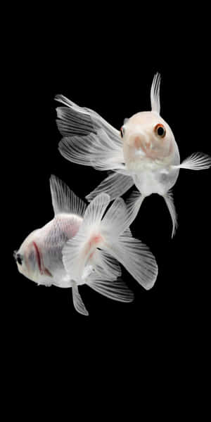 兩條白色金魚，帶有流動的魚鰭，在黑色背景下游動。 — 18:9 壁紙