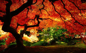 一棵鮮紅的楓樹框住了日本花園中在黃金時刻的平靜池塘。