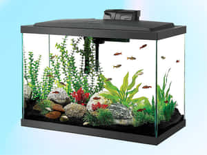 水族箱裡有魚在植物和岩石間游動