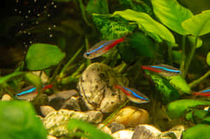 霓虹燈魚在淡水水族箱的綠色植物和岩石間游動。 — 魚 壁紙