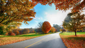 秋日道路，兩旁是色彩繽紛的樹木和落葉，頭頂是清澈的藍天。 — 風景動圖 壁紙