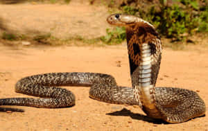 一條眼鏡蛇張開頸部，站在自然環境中的乾燥土地上。 — 蛇 壁紙