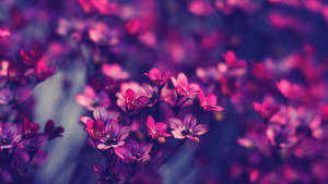 柔焦中精緻的紫色和粉紅色花朵特寫。 — 紫色花朵 壁紙