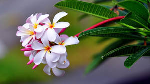 白色雞蛋花，黃色花心，綠葉，柔和模糊背景