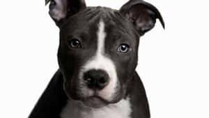 黑白相間、藍色眼睛的幼犬特寫，看著鏡頭。