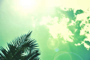 棕櫚葉在發光的綠色天空和太陽耀斑的襯托下。
