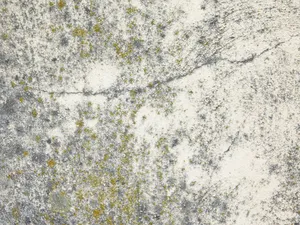 風化混凝土牆,帶有灰色裂縫和黃綠色苔蘚生長