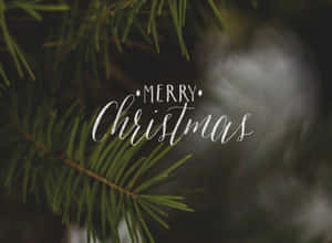 帶有 'Merry Christmas' 文字的常綠松枝，適合節日季節。