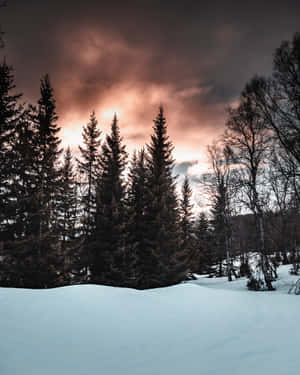 暮色中的雪地森林，天空發光，樹木陰暗