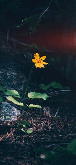 一朵黃色野花在黑暗的森林中生長，紅光透過樹葉照射進來。 — 銀河A08 壁紙