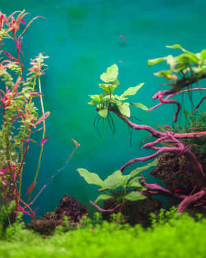 藍綠色水族箱中的彩色水生植物和小魚。