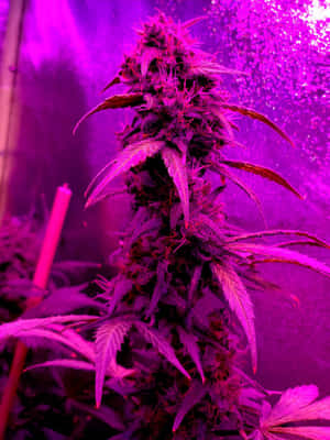 潮濕室內種植室中，紫色生長燈下的大麻植物。 — 深紫色美學 GIF 壁紙