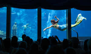 美人魚在水族館中進行水中表演，觀眾觀看。