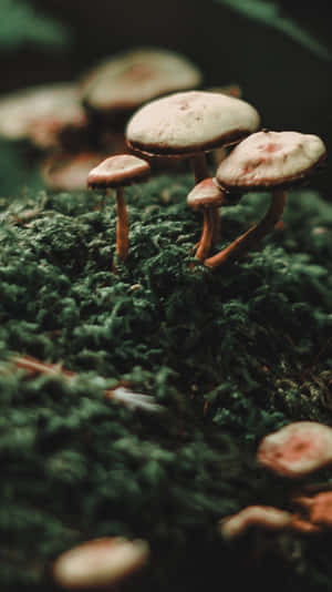 森林中苔蘚地面上生長的一簇小蘑菇。