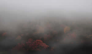 霧氣瀰漫的森林，從上方看到秋天的樹木呈現紅色和橙色的葉子。 — 迷霧森林 壁紙