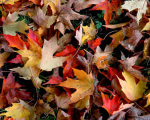 落在綠色草地上的紅色、黃色和橙色楓葉