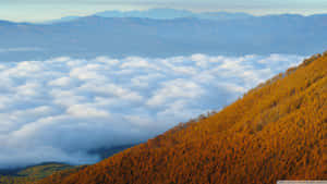 金黃色森林山丘聳立於雲海之上，遠方有山脈。