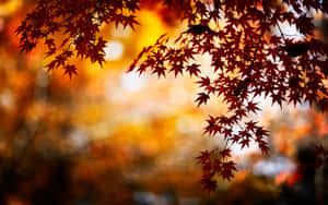 金色夕陽背景下的紅色楓葉