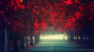 一個人在黃昏時分，在霧氣瀰漫的公園裡，獨自走在紅色秋樹的樹冠下。