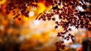 金色夕陽背景下的紅色楓葉