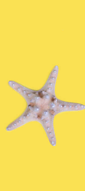 黃色背景上的海星