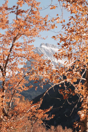 秋葉襯托著晴朗藍天下白雪覆蓋的山峰。 — 秋天 壁紙