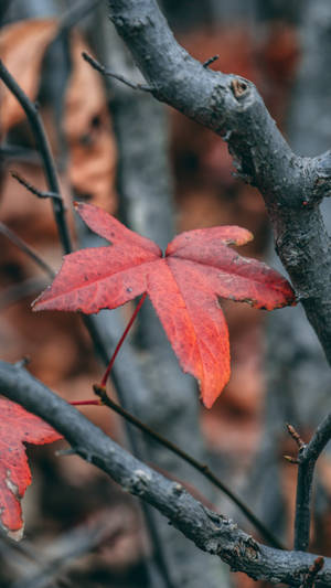 秋林中光禿樹枝上的一片亮紅楓葉。 — 樹葉 壁紙