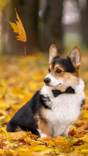 戴蝴蝶結的柯基犬坐在秋葉中，有落葉飄過