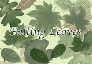 在重疊的秋葉背景上疊加 Falling Leaves 文字。