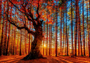 秋日森林夕陽下紅葉古樹