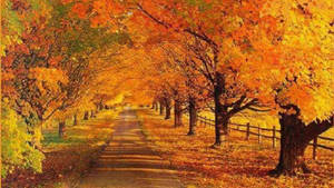 秋日小徑兩旁種滿橙色和黃色樹木，地上有落葉
