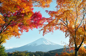 在清澈的藍天下，色彩繽紛的秋樹框住了雪覆蓋的富士山。