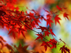 特寫鏡頭，樹枝上明亮的紅色楓葉，背景色彩繽紛模糊。
