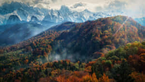 秋季森林山丘，背景是白雪覆蓋的山脈，天空多雲。