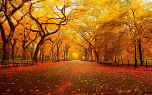 秋天公園小徑，金色樹下覆蓋著紅葉。 — 秋天 壁紙