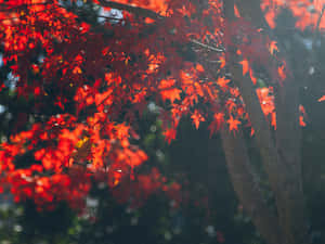 明亮的紅楓葉被陽光照射，映襯著深色的樹枝。