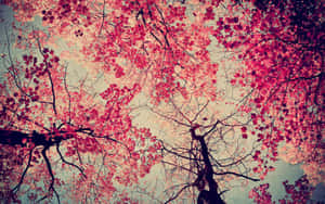 粉紅色櫻花在樹枝上盛開，映襯著柔和的天空。