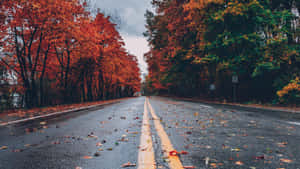 一條濕漉漉的道路，兩旁是秋天的樹木，在多雲的天空下掉落橙色和綠色的葉子。