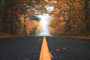 一條兩旁種滿秋樹的道路，通向迷濛的遠方。