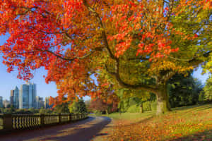 帶有紅色和橙色葉子的秋樹，為城市建築附近的公園小徑遮蔭。