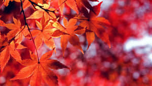 秋天中發光的紅色和橙色楓葉特寫。